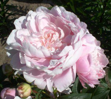 Photo of Chinese Peony (Paeonia lactifora 'Mrs. Franklin D. Roosevelt') uploaded by Calif_Sue