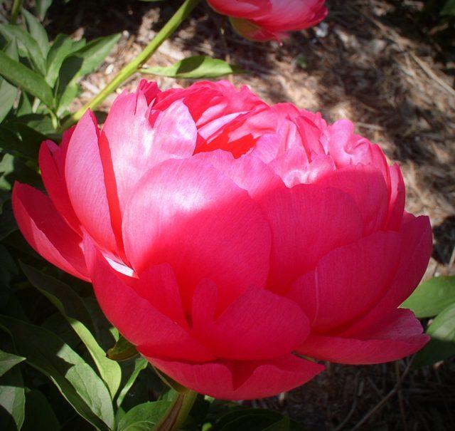 Photo of Peony (Paeonia 'Cytherea') uploaded by Calif_Sue