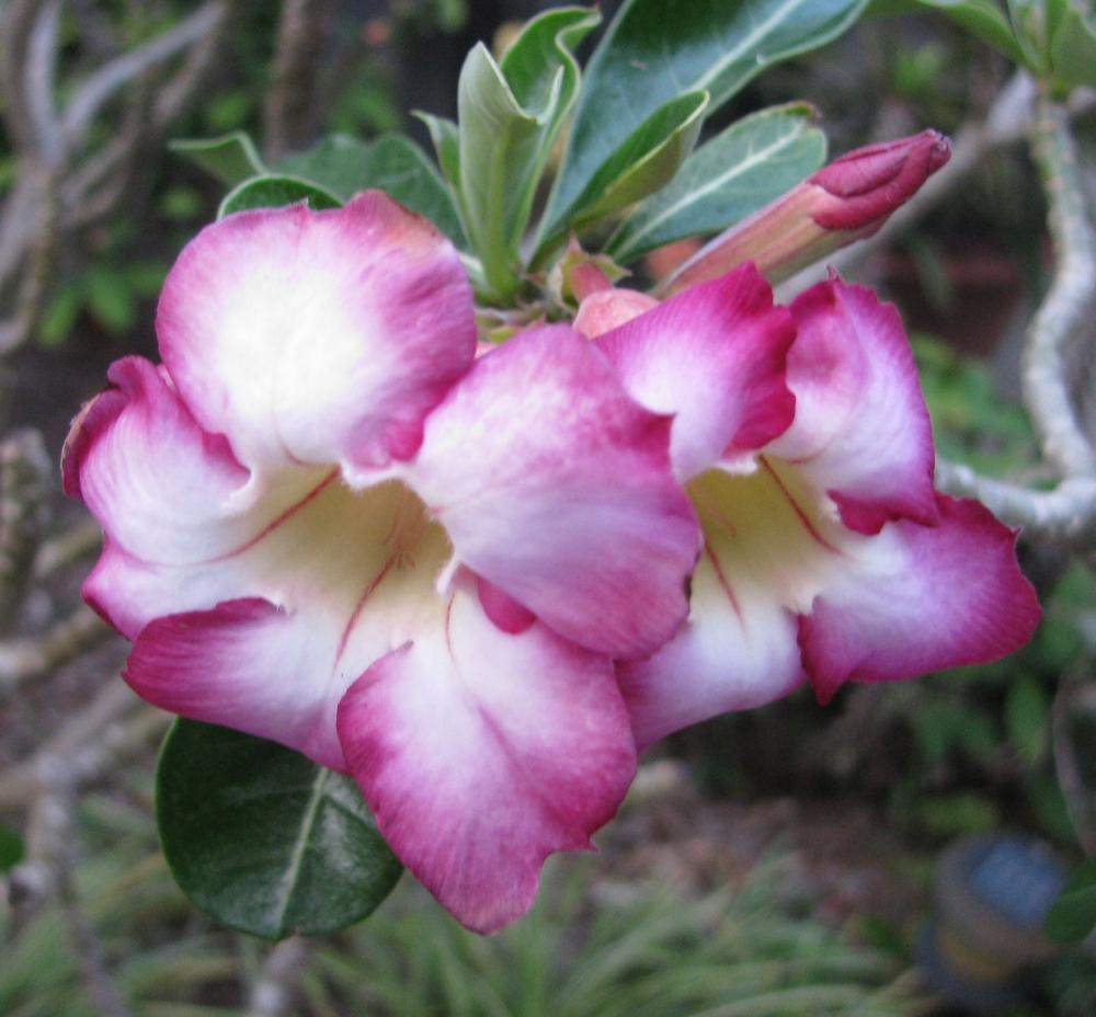 Photo of Desert Rose (Adenium obesum 'Siam Purple') uploaded by Dutchlady1