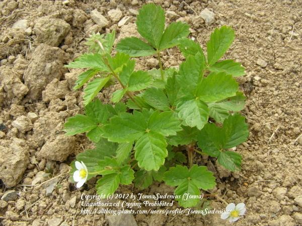Photo of Alpine Strawberry (Fragaria vesca) uploaded by JonnaSudenius