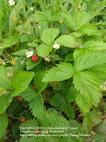 Photo of Alpine Strawberry (Fragaria vesca) uploaded by JonnaSudenius