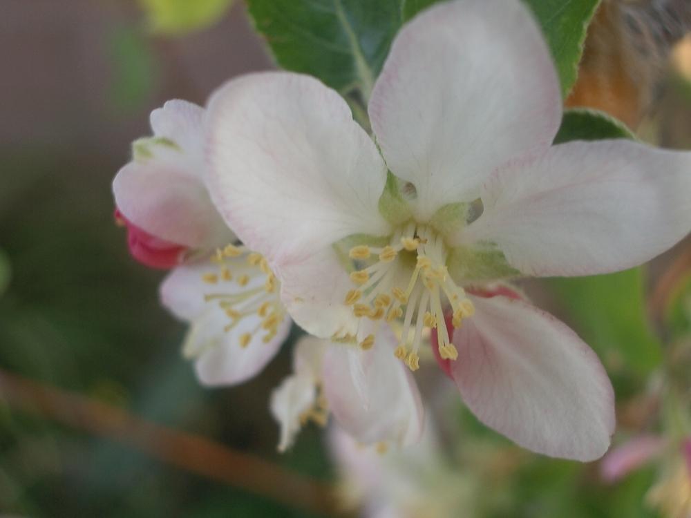 Photo of Apple (Malus domestica 'Ein Sheimer') uploaded by rayman6422