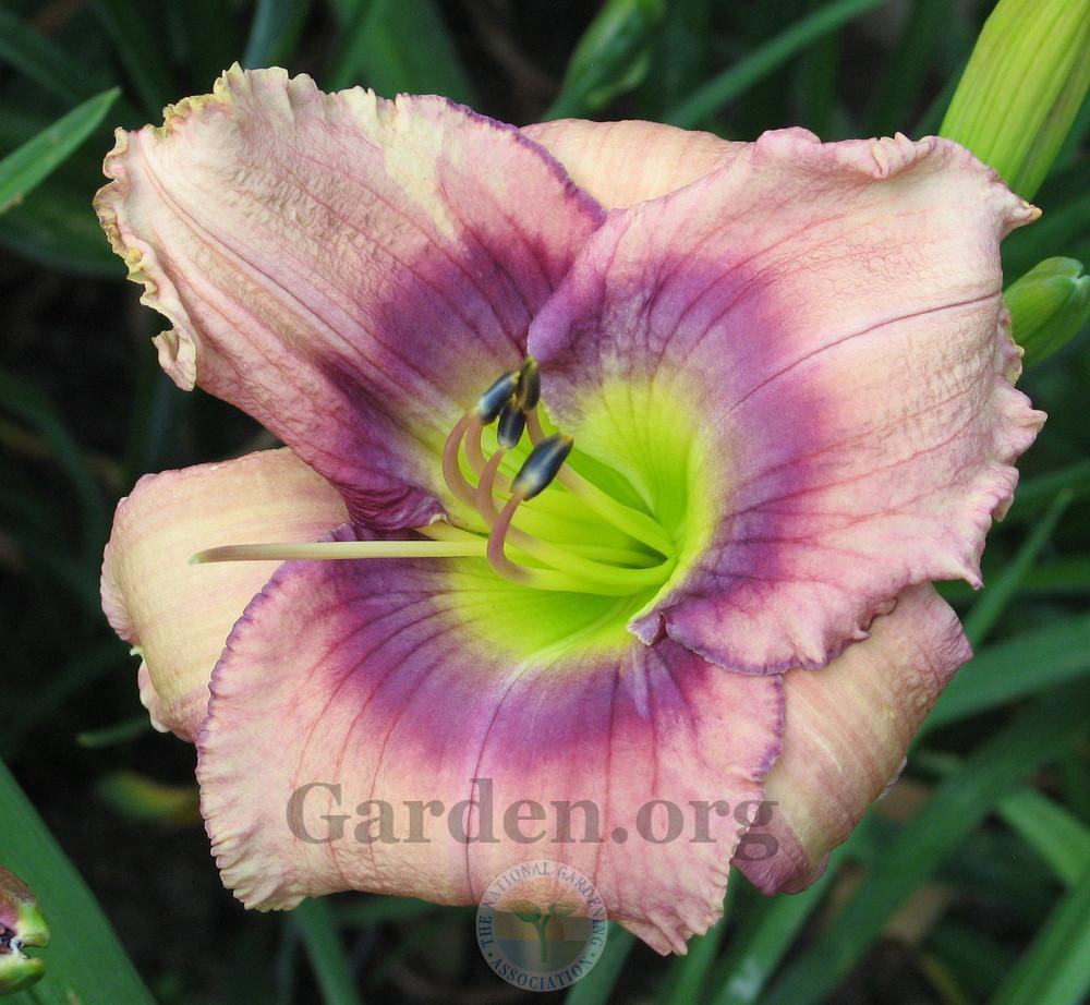 Photo of Daylily (Hemerocallis 'First Officers Log') uploaded by Char