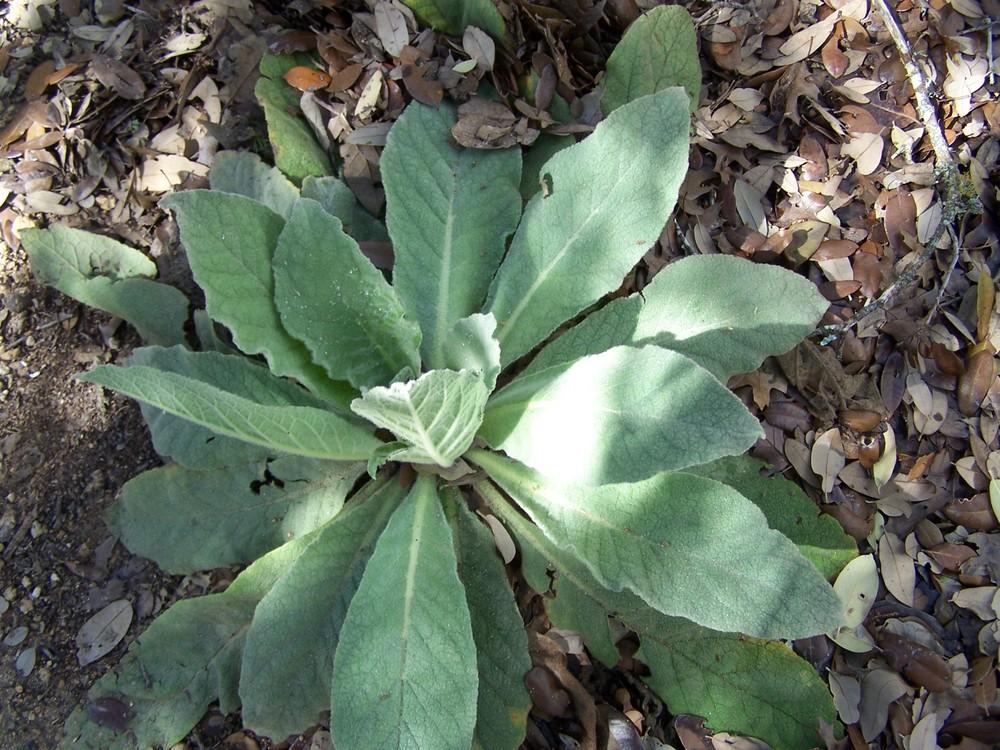Photo of Common Mullein (Verbascum thapsus) uploaded by LindaTX8
