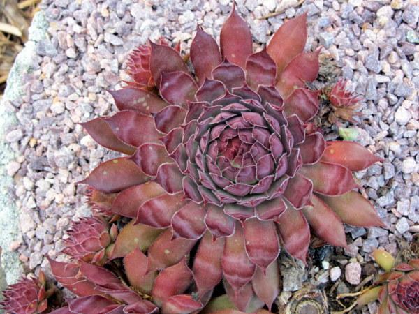 Photo of Hen and Chicks (Sempervivum 'Viking') uploaded by goldfinch4