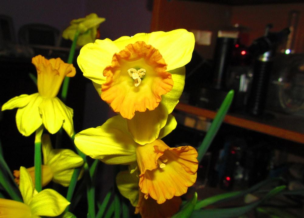 Photo of Cyclamineus Daffodil (Narcissus 'Maria') uploaded by jmorth