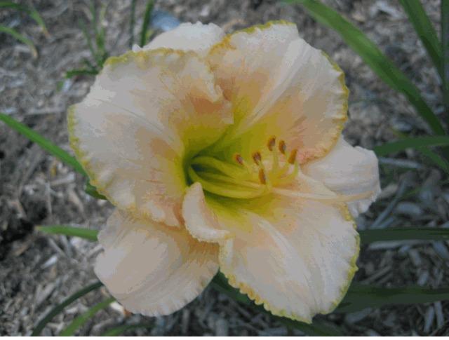 Photo of Daylily (Hemerocallis 'Just for Pretty') uploaded by vic