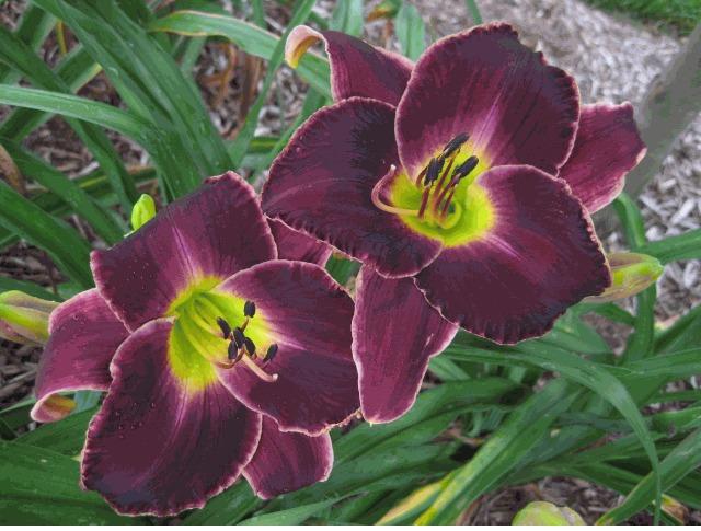 Photo of Daylily (Hemerocallis 'Out East') uploaded by vic