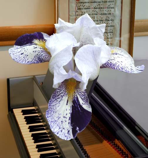 Photo of Miniature Tall Bearded Iris (Iris 'Bach Fugue') uploaded by Calif_Sue