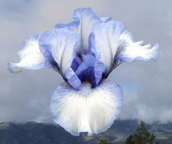 Photo of Standard Dwarf Bearded Iris (Iris 'Vivaldi') uploaded by Calif_Sue