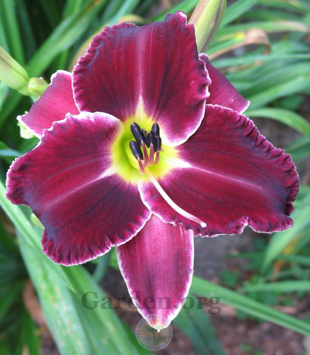 Photo of Daylily (Hemerocallis 'Out East') uploaded by Char