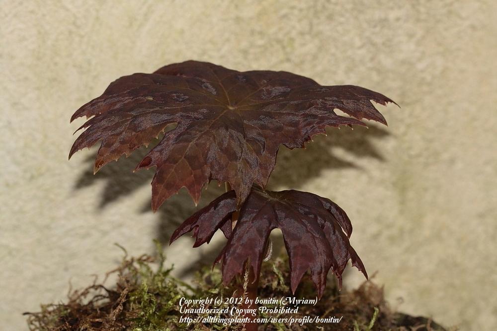 Photo of Chinese Mayapple (Dysosma delavayi 'Marbled Leaves') uploaded by bonitin