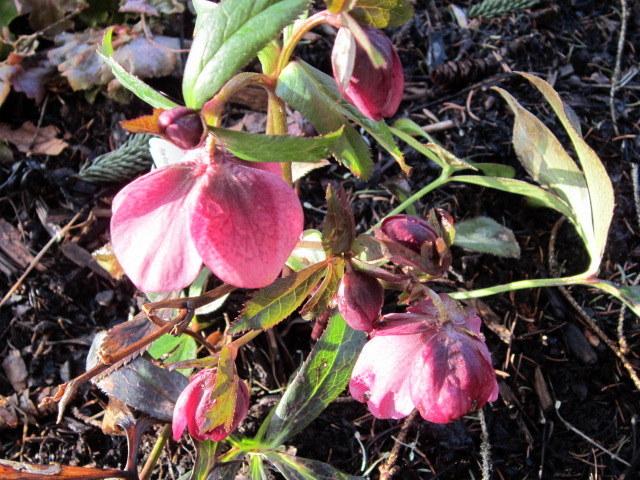 Photo of Hellebore (Helleborus x hybridus 'Pink Spotted') uploaded by ge1836