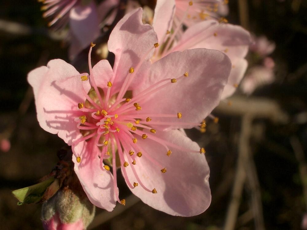 Photo of Nectarine (Prunus persica 'Snow Queen') uploaded by rayman6422