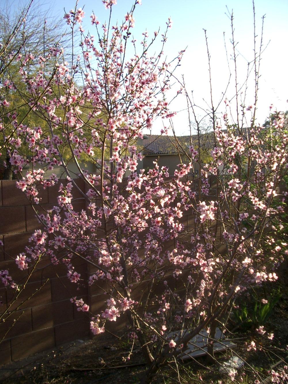 Photo of Nectarine (Prunus persica 'Snow Queen') uploaded by rayman6422