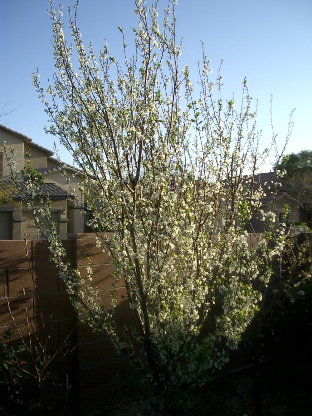 Photo of Japanese Plum (Prunus salicina 'Santa Rosa') uploaded by rayman6422