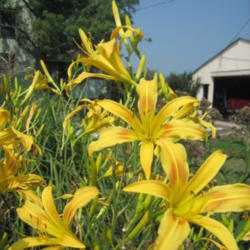 
Date: 2005-08-09
Photo Courtesy of 5 Acre Farm Daylilies Used With Permission