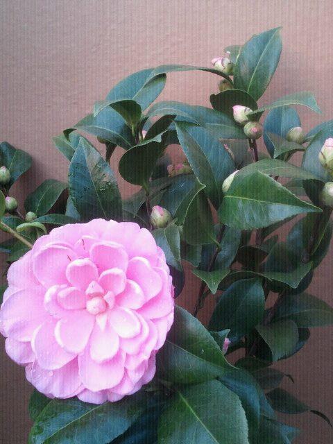 Photo of Japanese Camellia (Camellia japonica 'Nuccio's Cameo') uploaded by Calif_Sue