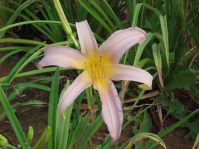 Photo of Daylily (Hemerocallis 'Annabelle's Ghost') uploaded by Calif_Sue
