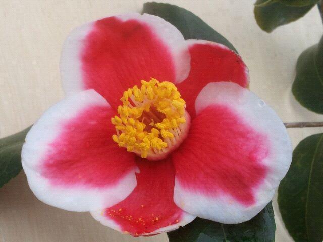 Photo of Japanese Camellia (Camellia japonica 'Tama-no-ura') uploaded by Calif_Sue