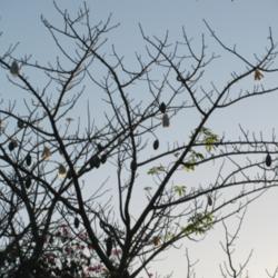 Location: Southwest Florida
Date: March 14, 2012
Silk Floss tree with numerous seedpods in various stages of openi
