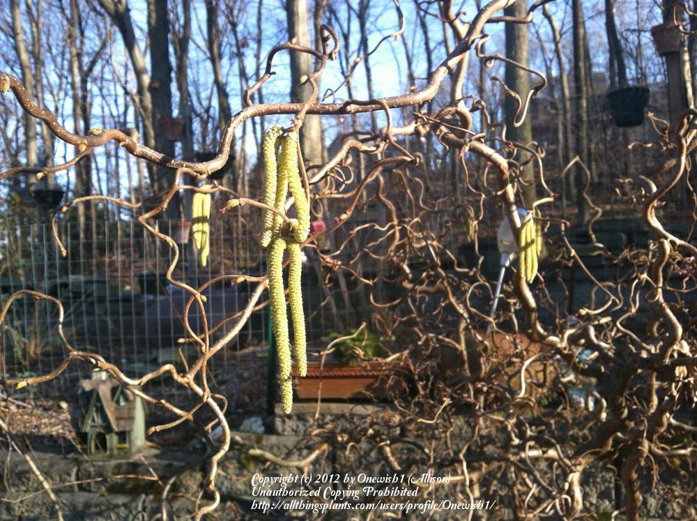 Photo of Corkscrew Hazel (Corylus avellana 'Contorta') uploaded by Onewish1