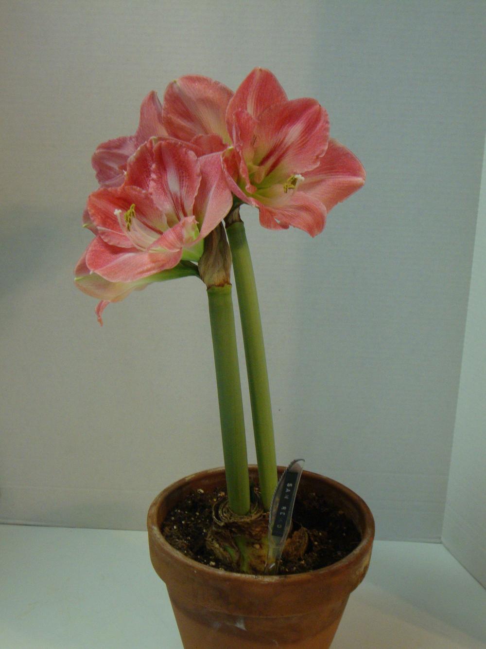 Photo of Amaryllis (Hippeastrum 'San Remo') uploaded by Paul2032