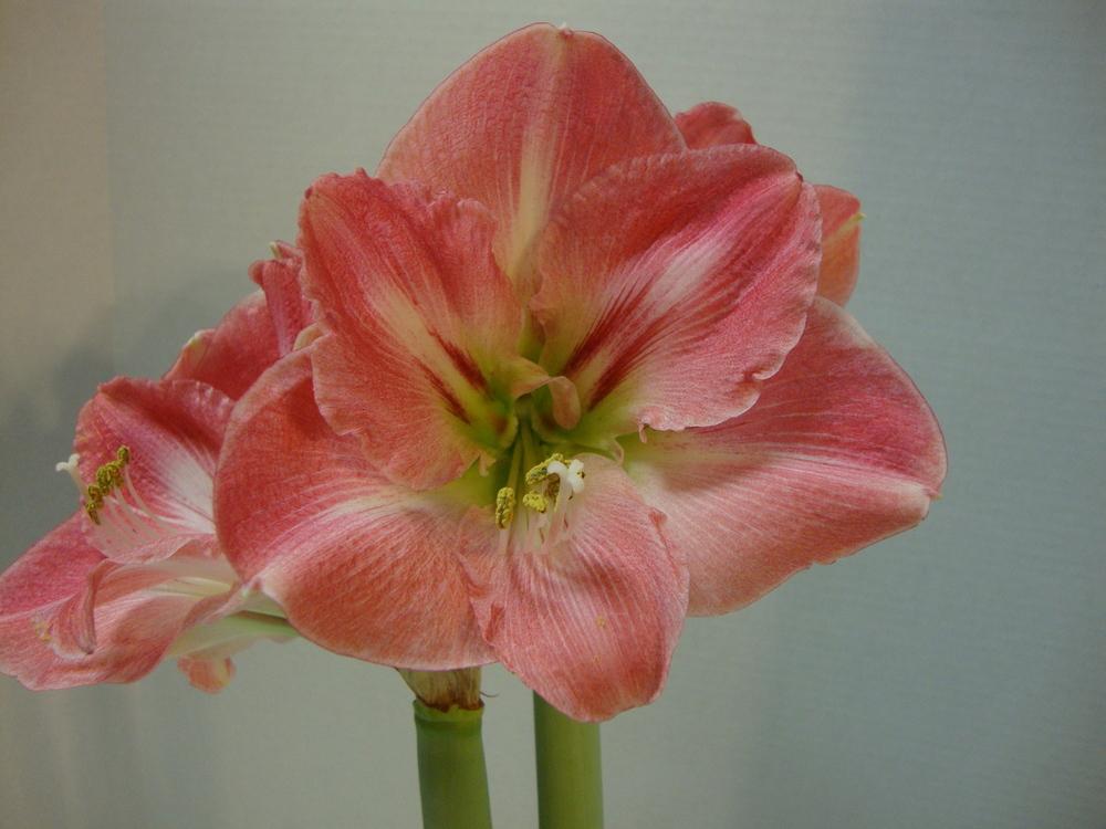 Photo of Amaryllis (Hippeastrum 'San Remo') uploaded by Paul2032