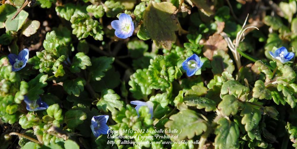 Photo of Persian Speedwell (Veronica persica) uploaded by chelle
