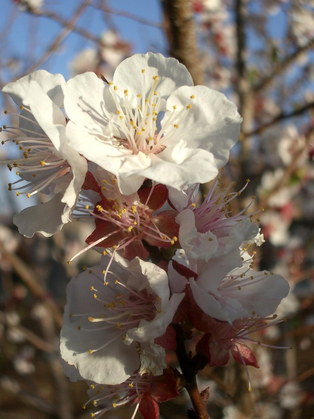 Photo of Apricot (Prunus armeniaca 'Gold Kist') uploaded by rayman6422
