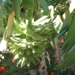 Location: Tucson, AZ
Date: 2008-11-21 
Bananas are 6\" long.