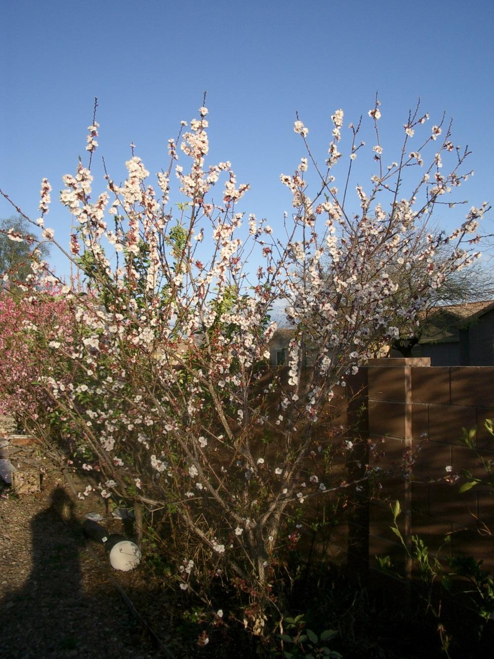 Photo of Apricot (Prunus armeniaca 'Gold Kist') uploaded by rayman6422