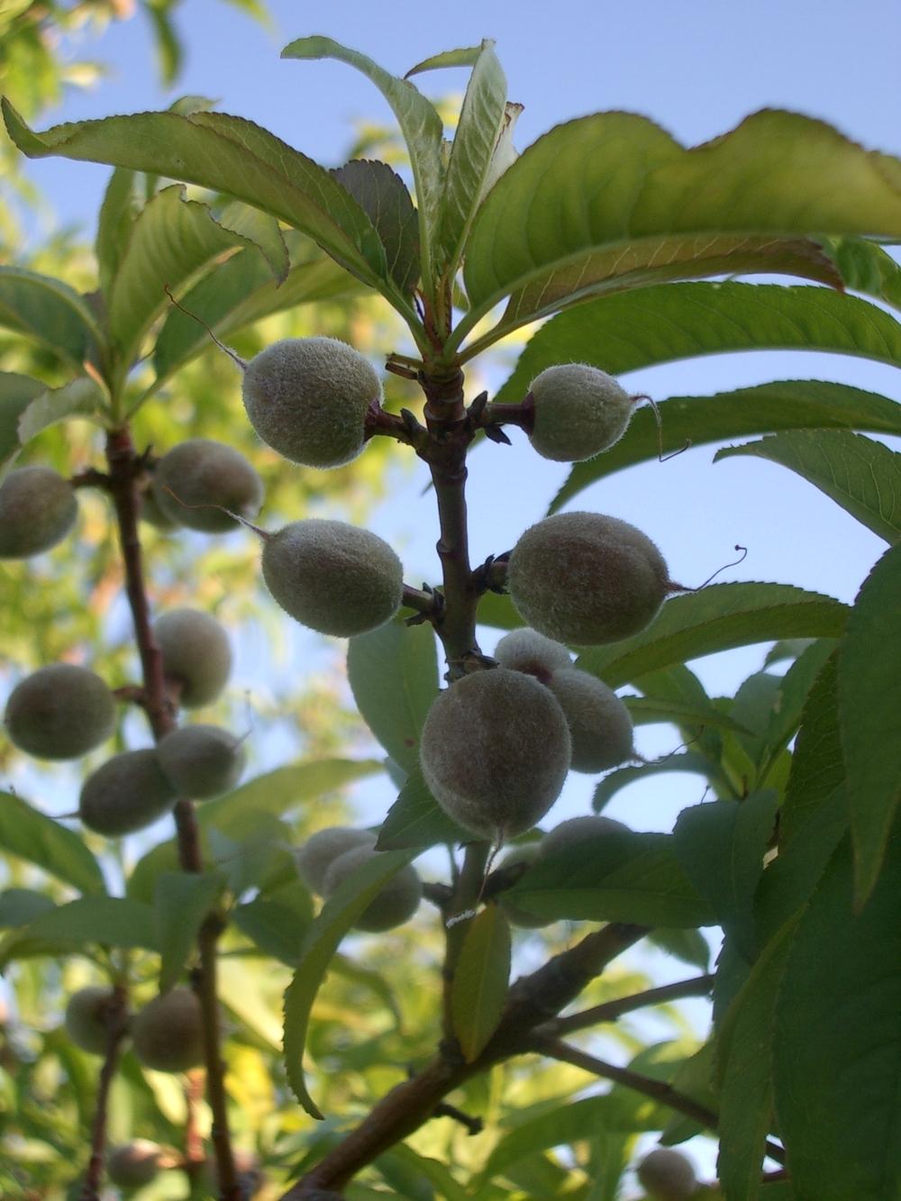 Photo of Peach (Prunus persica 'Flordaprince') uploaded by rayman6422