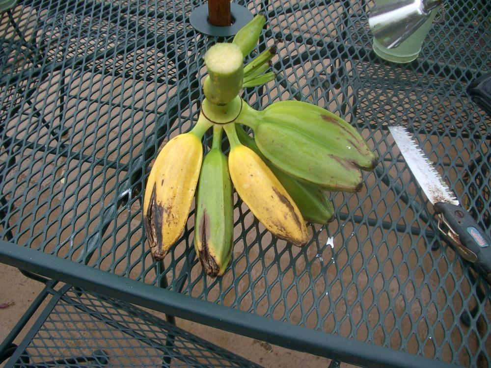 Photo of Banana (Musa 'Dwarf Orinoco') uploaded by rayman6422