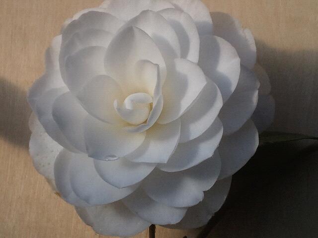 Photo of Japanese Camellia (Camellia japonica 'Nuccio's Gem') uploaded by Calif_Sue