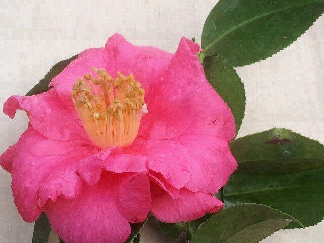 Photo of Japanese Camellia (Camellia japonica 'Akashigata') uploaded by Calif_Sue