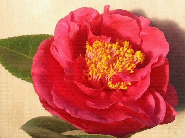 Photo of Japanese Camellia (Camellia japonica 'Turandot') uploaded by Calif_Sue