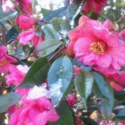 
Photo courtesy of Camellia Forest Nursery