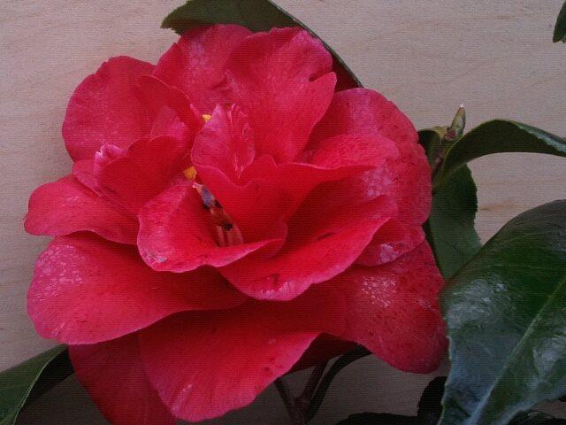 Photo of Common Camellia (Camellia japonica 'Kuro Delight') uploaded by Calif_Sue