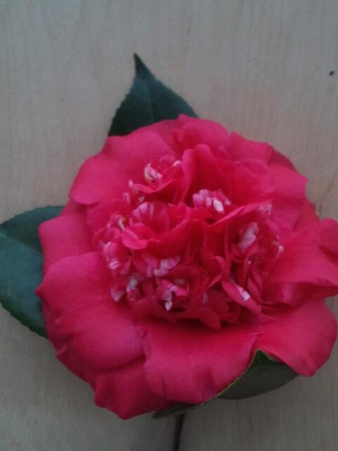 Photo of Camellia (Camellia japonica 'April Tryst') uploaded by Calif_Sue