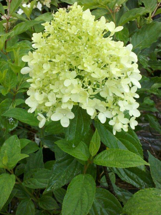 Photo of Panicle Hydrangea (Hydrangea paniculata Magical® Sweet Summer) uploaded by Calif_Sue