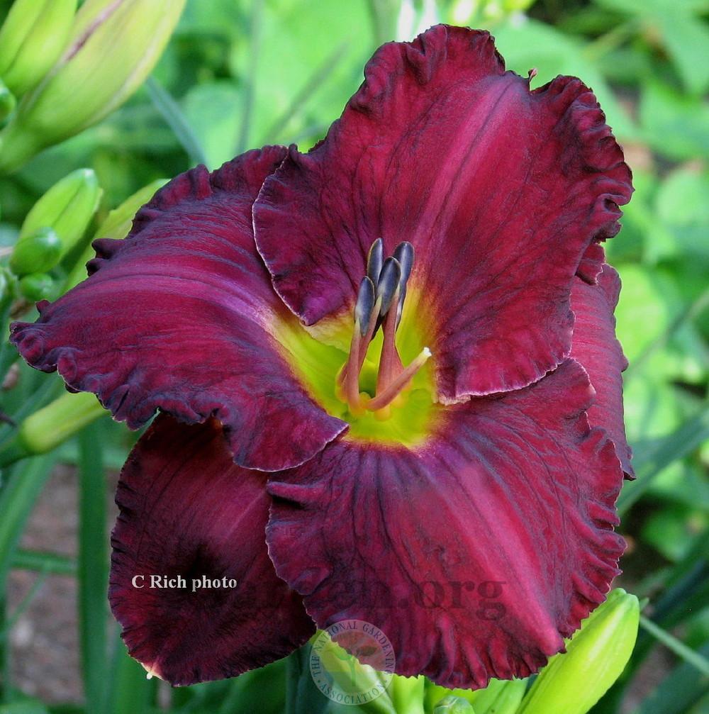 Photo of Daylily (Hemerocallis 'West of the Moon') uploaded by Char