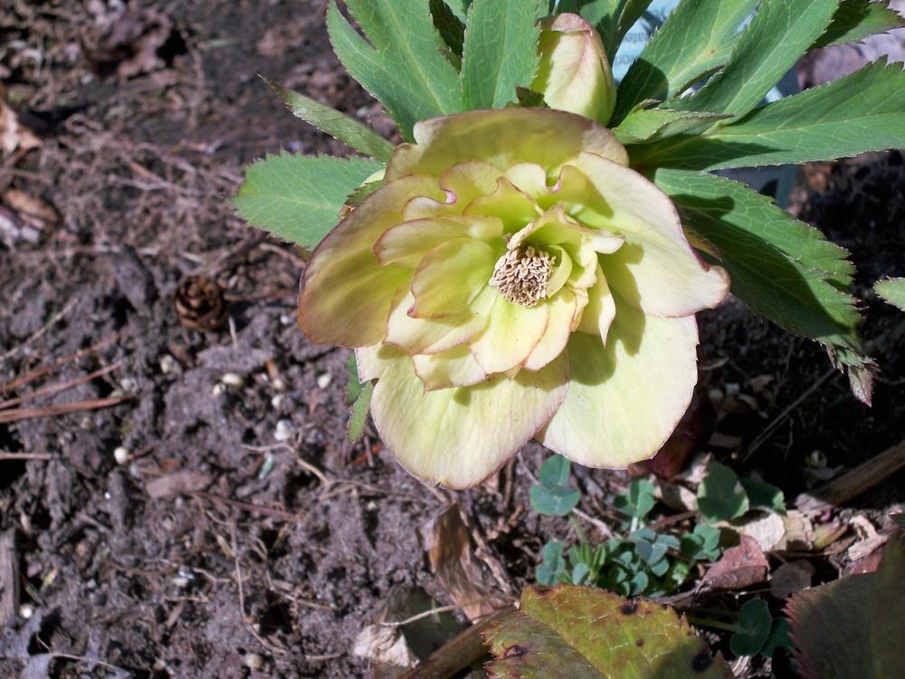 Photo of Hellebore (Helleborus Winter Jewels™ Golden Lotus) uploaded by NJBob