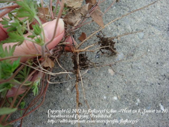 Photo of Carolina Cranesbill (Geranium carolinianum) uploaded by flaflwrgrl