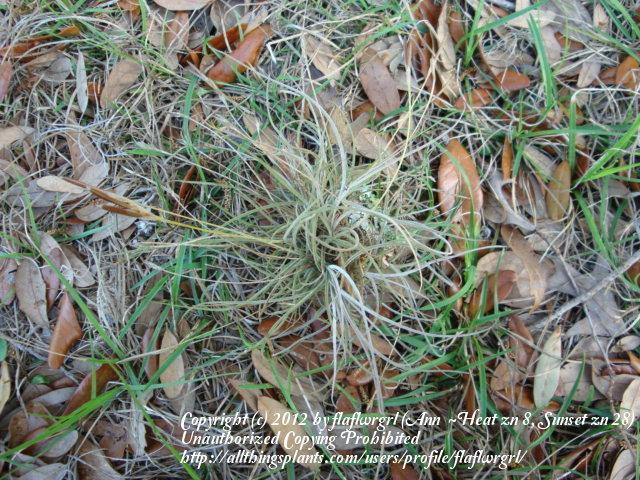 Photo of Ball Moss (Tillandsia recurvata) uploaded by flaflwrgrl