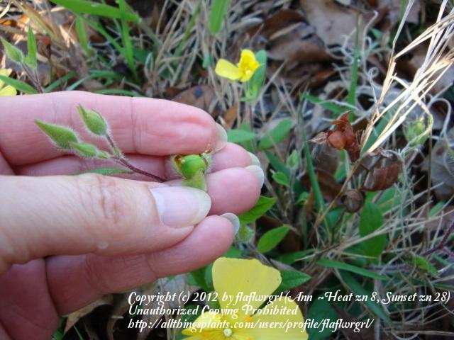 Photo of Carolina rock rose (Crocanthemum carolinianum) uploaded by flaflwrgrl