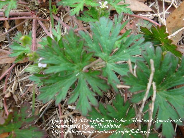 Photo of Carolina Cranesbill (Geranium carolinianum) uploaded by flaflwrgrl