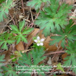 Location: zone 8 Lake City, Fl.
Date: 2012-03-11
tiny & adorable bloom