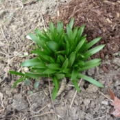 early spring growth