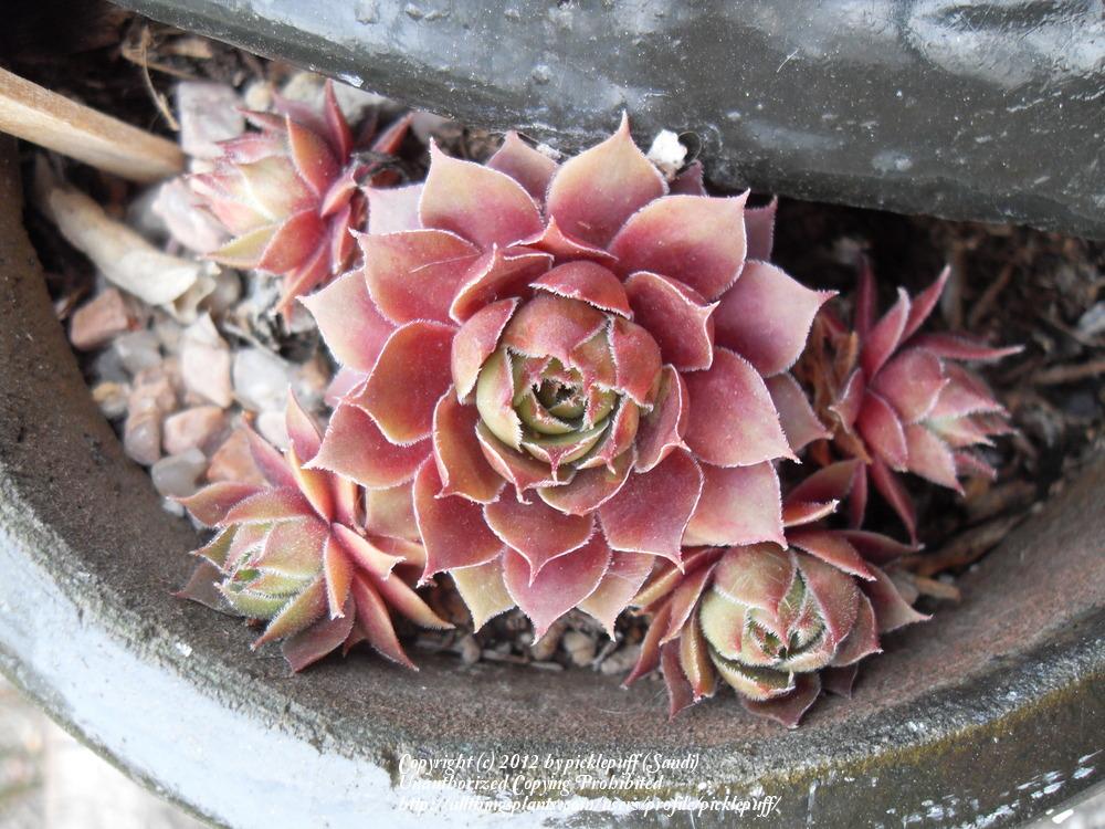 Photo of Hen and Chicks (Sempervivum 'Hayling') uploaded by picklepuff